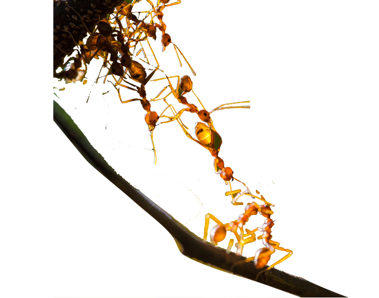 Frame icon
